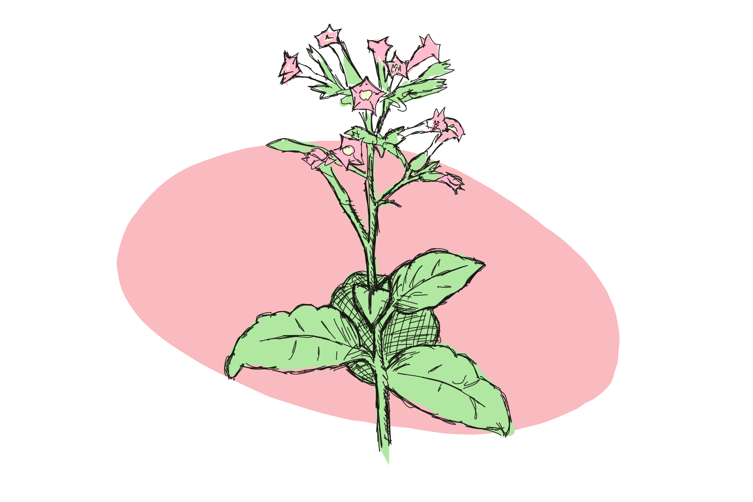Lab Rats Part II: the ‘Cinderella’ plant