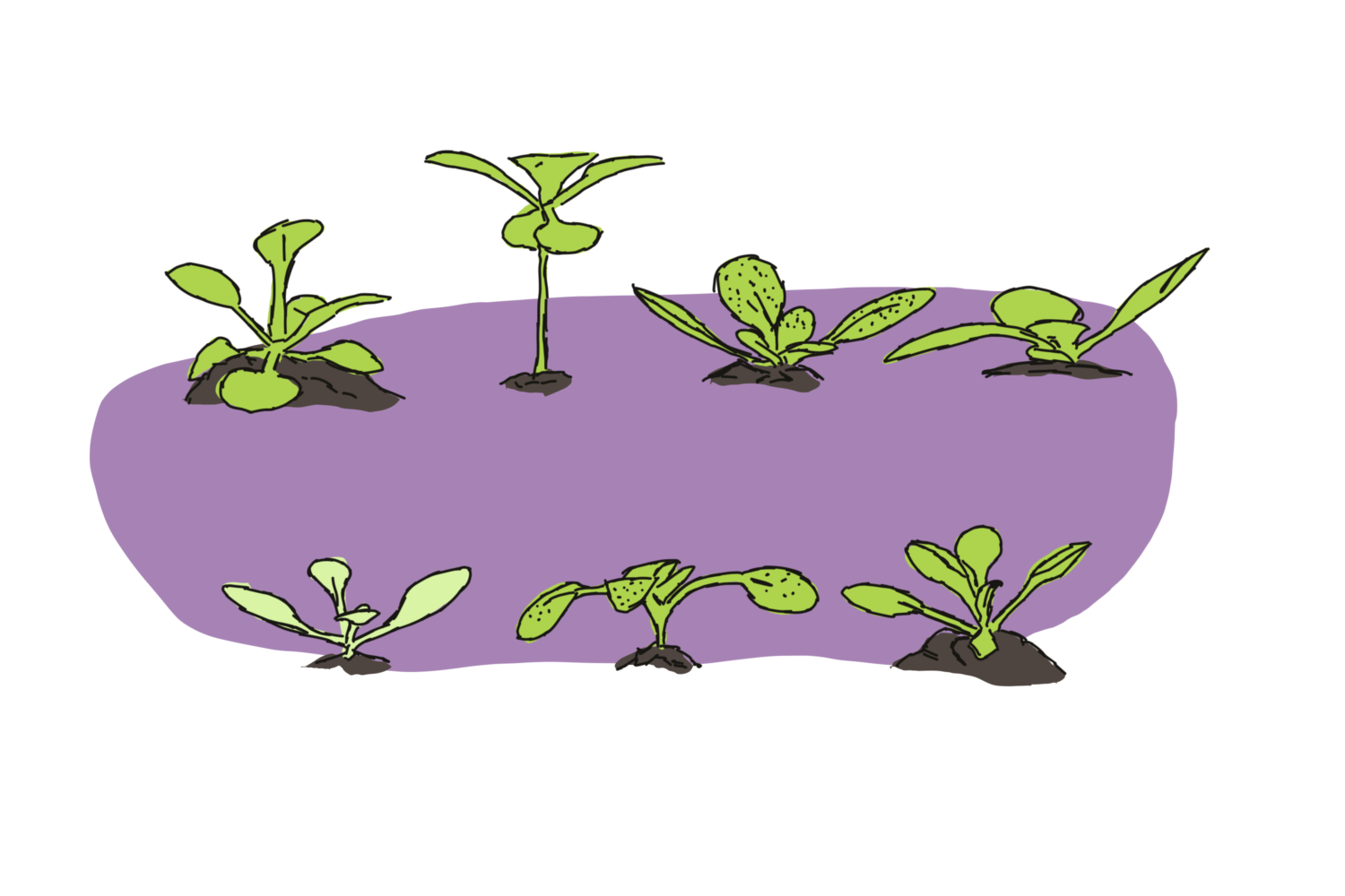 There’s no such thing as ‘the’ Arabidopsis genome