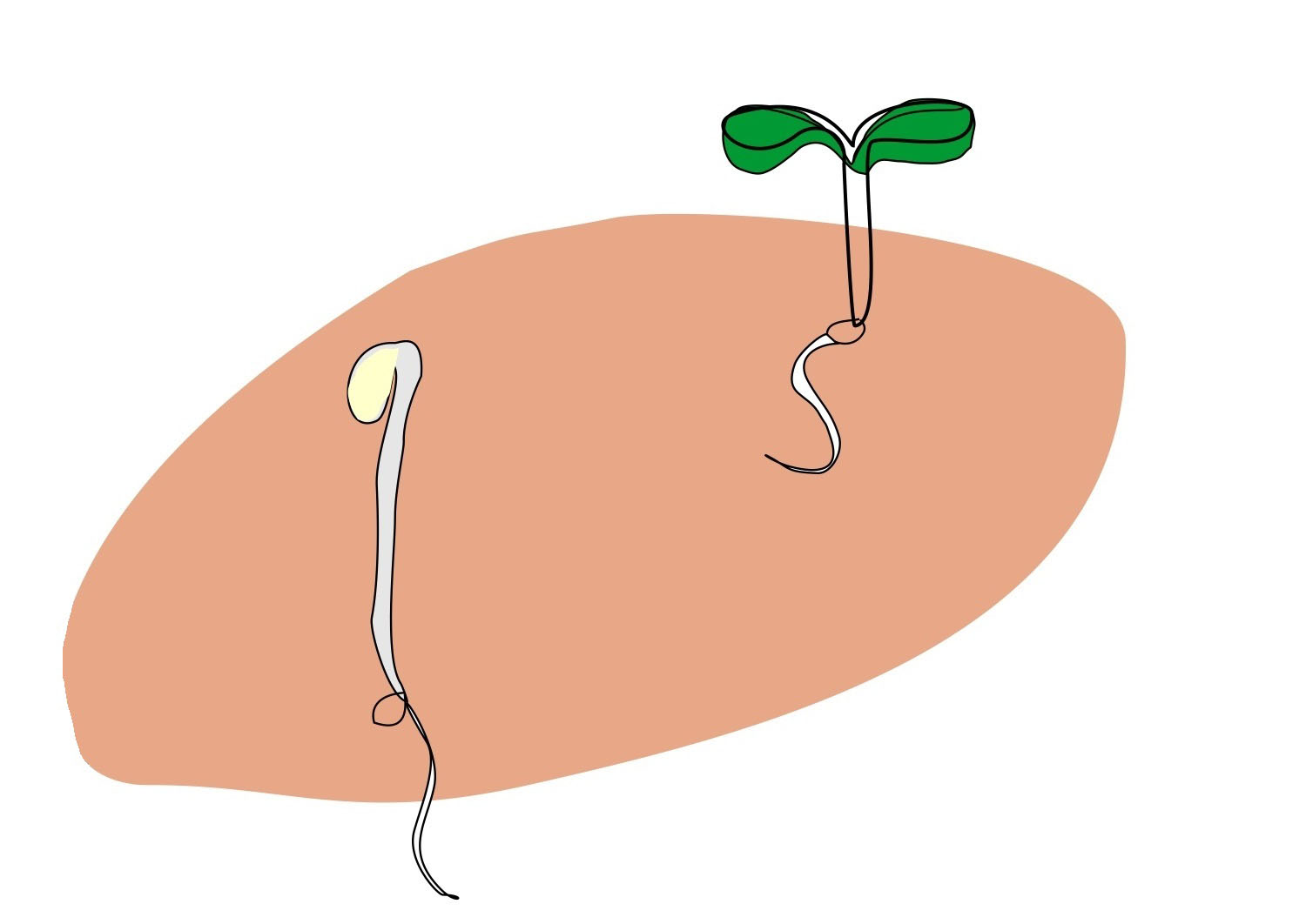 P-bodies prepare plants for growth in the light