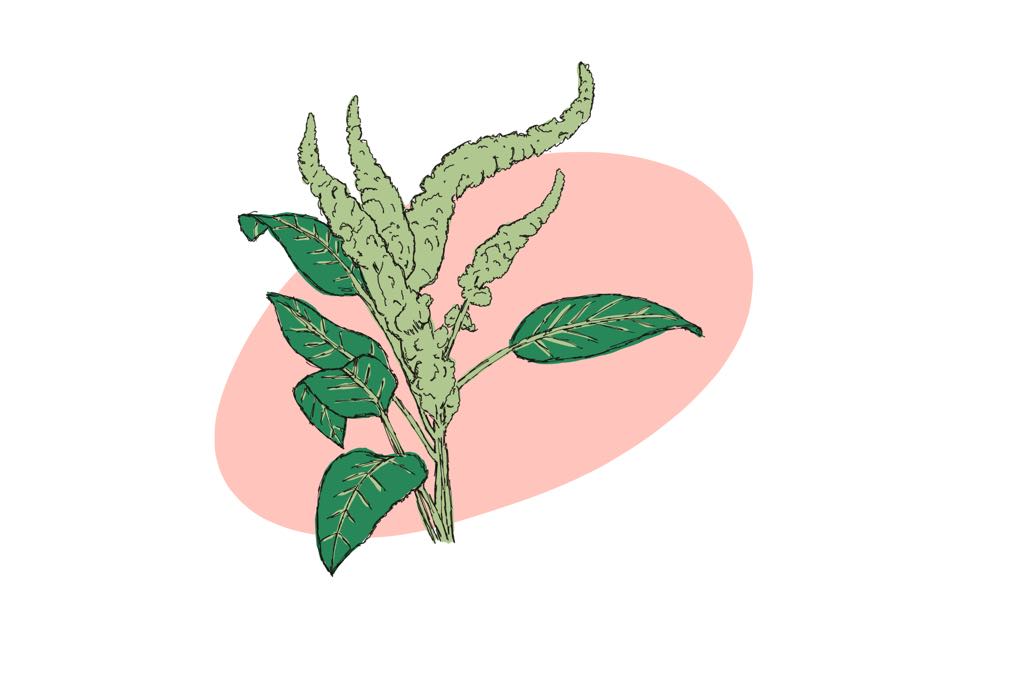 Pigheaded pigweed- an amaranth that can’t be killed by Roundup