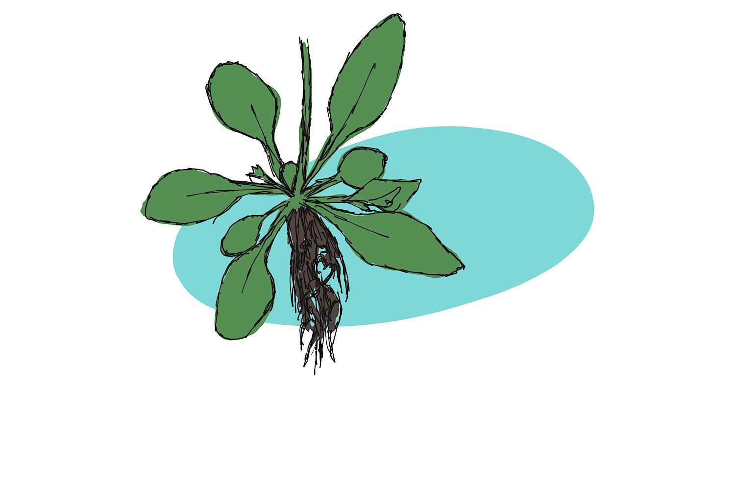 Single cell technology hits plant roots!