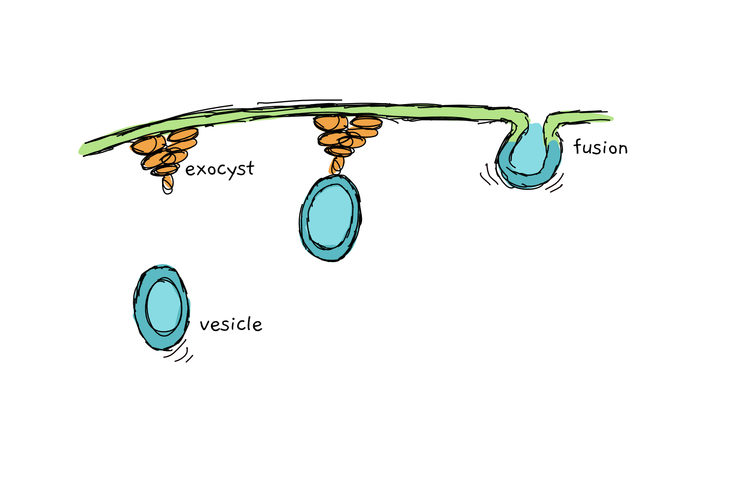 You have to be quick to do science on cell defence – really quick ...