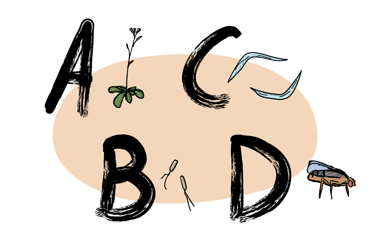 Let’s begin with ABCD