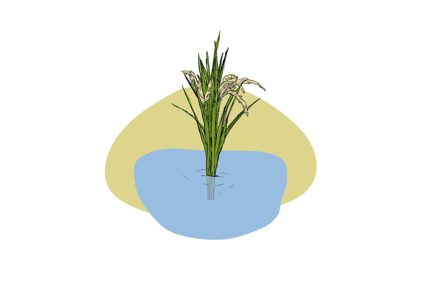 These two genes help rice to keep its head above water
