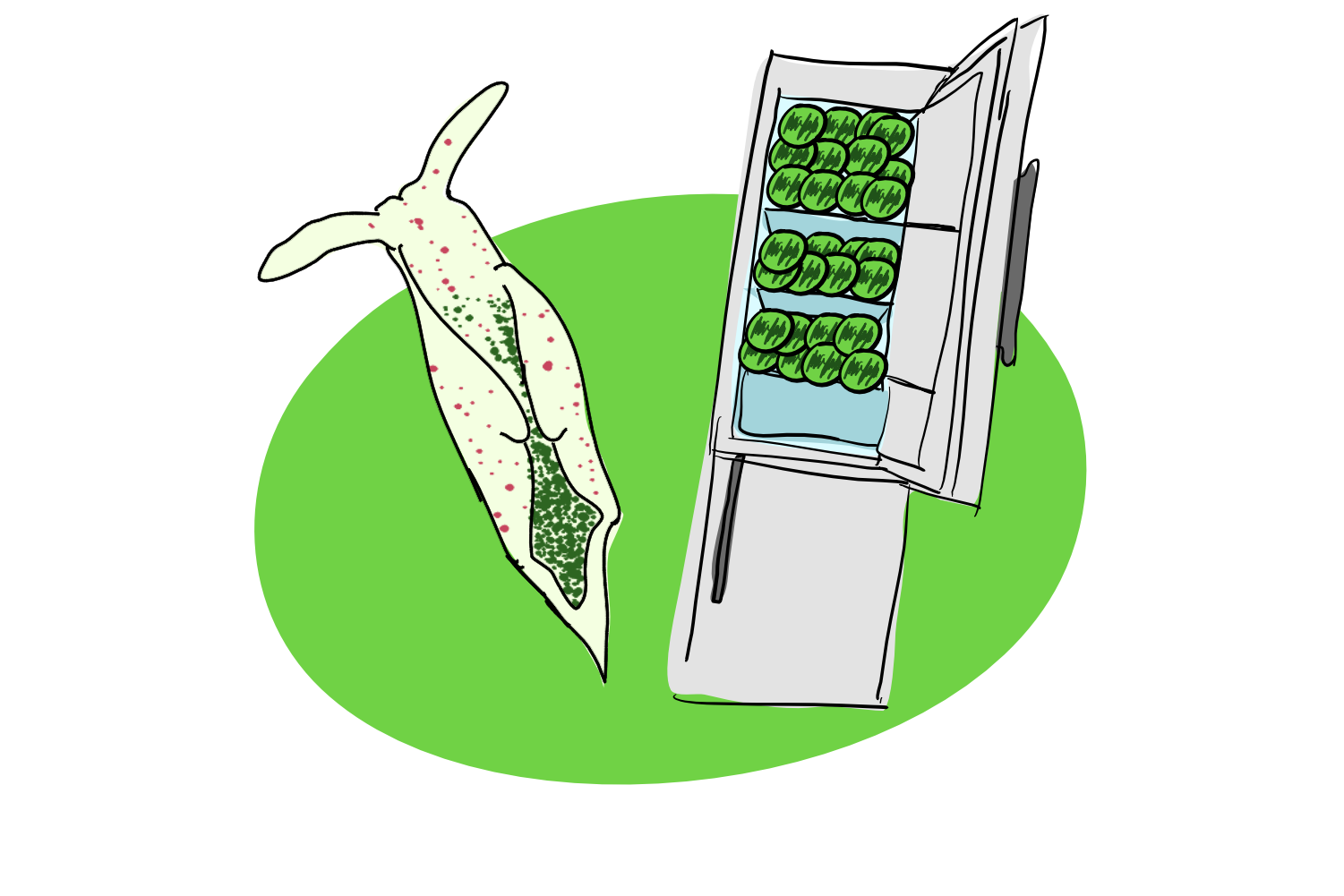 A decorative image of a sea slug and a fridge filled with chloroplasts
